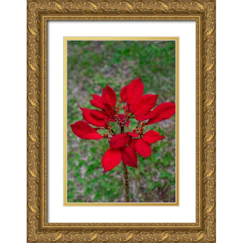 Dwarf Poinsettia Gold Ornate Wood Framed Art Print with Double Matting by Engelbrecht, Lisa S.