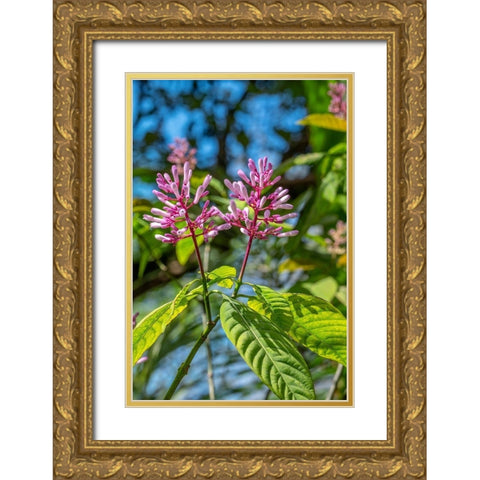 Firespike plant Gold Ornate Wood Framed Art Print with Double Matting by Engelbrecht, Lisa S.