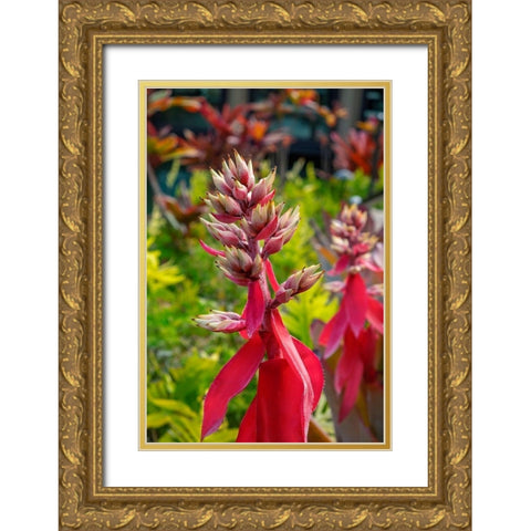 Flowering Aechmea plant Gold Ornate Wood Framed Art Print with Double Matting by Engelbrecht, Lisa S.