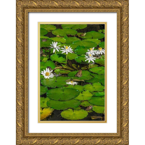 Frogs among Woods White Knight lilies Gold Ornate Wood Framed Art Print with Double Matting by Engelbrecht, Lisa S.