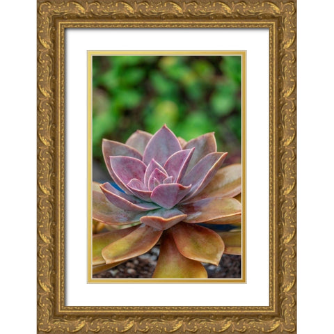 Ghost plant-succulent Gold Ornate Wood Framed Art Print with Double Matting by Engelbrecht, Lisa S.
