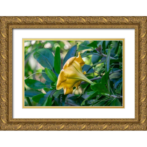 Golden Cup flower Gold Ornate Wood Framed Art Print with Double Matting by Engelbrecht, Lisa S.