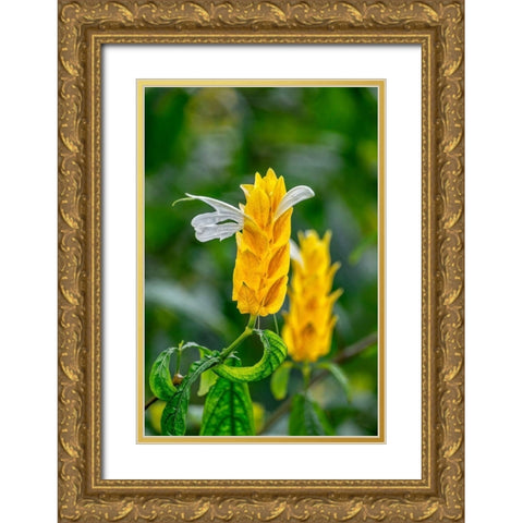 Golden Shrimp Plant-lollipop plant Gold Ornate Wood Framed Art Print with Double Matting by Engelbrecht, Lisa S.