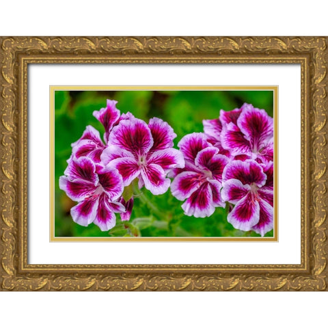 Gooseberry Geranium Gold Ornate Wood Framed Art Print with Double Matting by Engelbrecht, Lisa S.