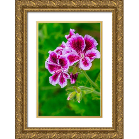 Gooseberry Geranium Gold Ornate Wood Framed Art Print with Double Matting by Engelbrecht, Lisa S.