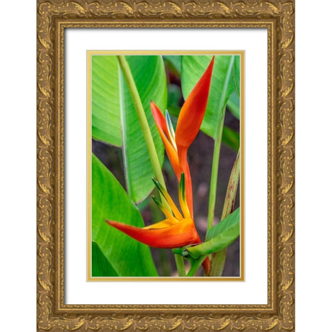 Heliconia Gold Ornate Wood Framed Art Print with Double Matting by Engelbrecht, Lisa S.