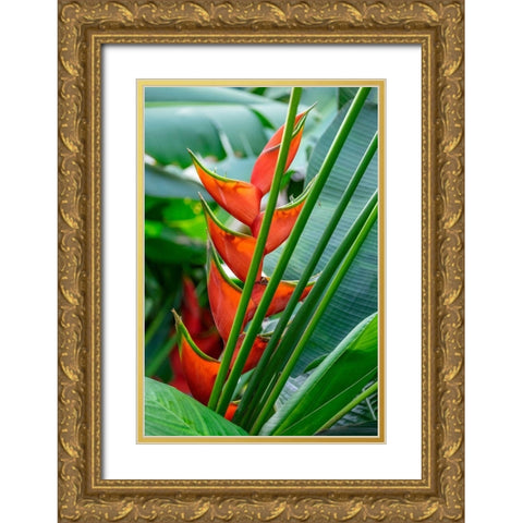 Heliconia Gold Ornate Wood Framed Art Print with Double Matting by Engelbrecht, Lisa S.