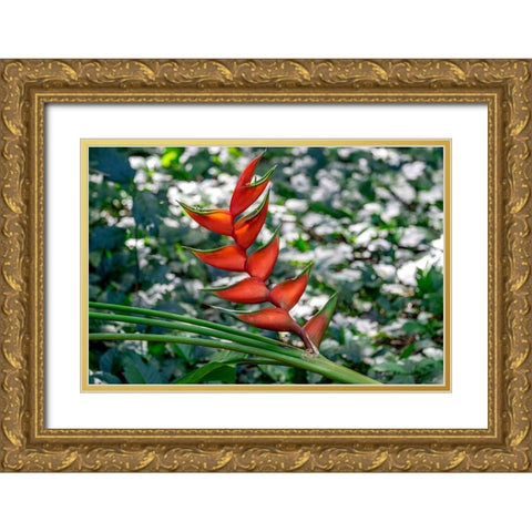 Heliconia Gold Ornate Wood Framed Art Print with Double Matting by Engelbrecht, Lisa S.