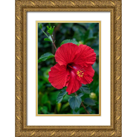 Hibiscus Gold Ornate Wood Framed Art Print with Double Matting by Engelbrecht, Lisa S.