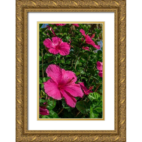 Hibiscus Gold Ornate Wood Framed Art Print with Double Matting by Engelbrecht, Lisa S.