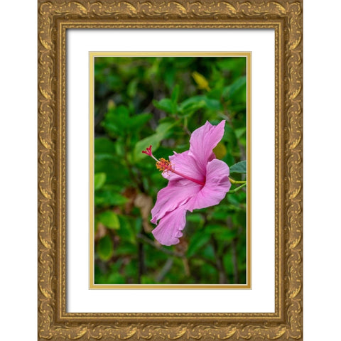 Hibiscus Gold Ornate Wood Framed Art Print with Double Matting by Engelbrecht, Lisa S.