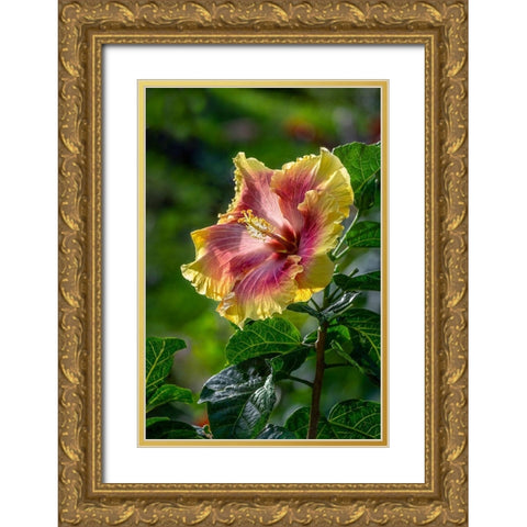 Hibiscus flower Gold Ornate Wood Framed Art Print with Double Matting by Engelbrecht, Lisa S.