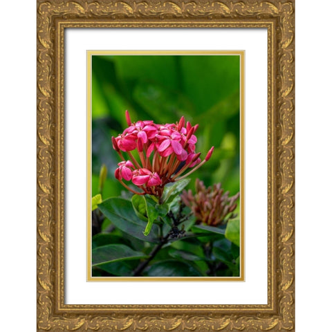 Ixora coccinea Gold Ornate Wood Framed Art Print with Double Matting by Engelbrecht, Lisa S.