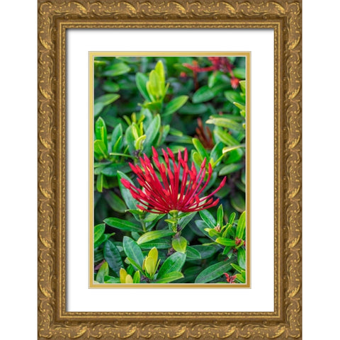 Jungle flame Gold Ornate Wood Framed Art Print with Double Matting by Engelbrecht, Lisa S.