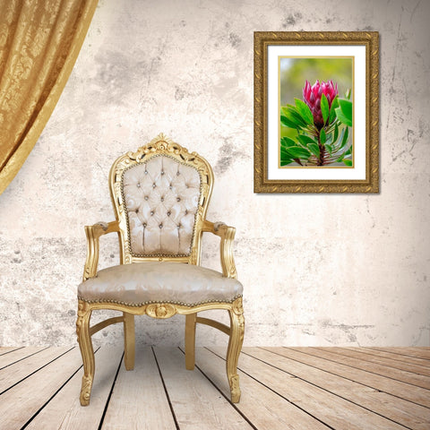 King Protea flower Gold Ornate Wood Framed Art Print with Double Matting by Engelbrecht, Lisa S.