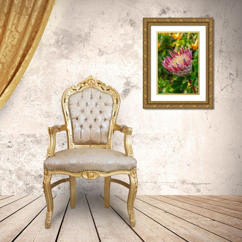 King Protea flower Gold Ornate Wood Framed Art Print with Double Matting by Engelbrecht, Lisa S.