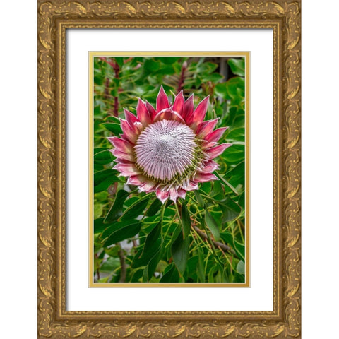 King Protea flower Gold Ornate Wood Framed Art Print with Double Matting by Engelbrecht, Lisa S.