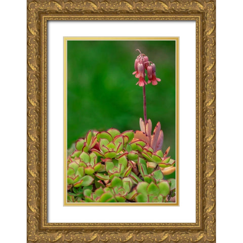 Lavender Scallops-succulent Gold Ornate Wood Framed Art Print with Double Matting by Engelbrecht, Lisa S.