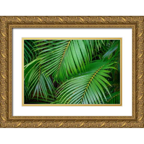 Palm fronds Gold Ornate Wood Framed Art Print with Double Matting by Engelbrecht, Lisa S.