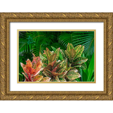 Palm fronds and Croton plants Gold Ornate Wood Framed Art Print with Double Matting by Engelbrecht, Lisa S.