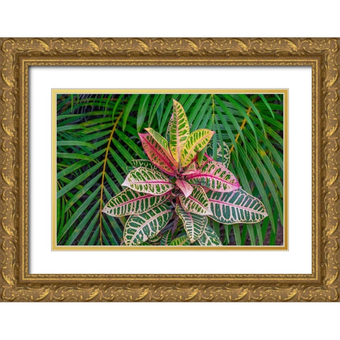 Palm fronds and Croton plants Gold Ornate Wood Framed Art Print with Double Matting by Engelbrecht, Lisa S.