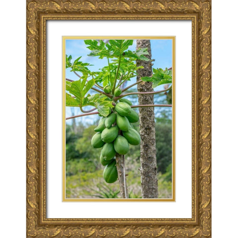 Papaya tree Gold Ornate Wood Framed Art Print with Double Matting by Engelbrecht, Lisa S.