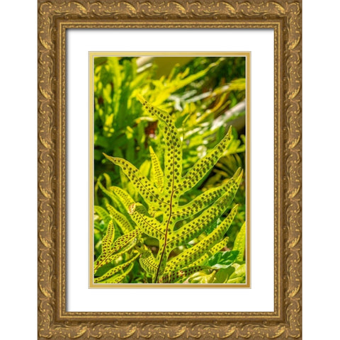 Phymatosorus grossus-Musk Fern Gold Ornate Wood Framed Art Print with Double Matting by Engelbrecht, Lisa S.