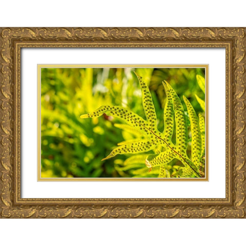 Phymatosorus grossus-Musk Fern Gold Ornate Wood Framed Art Print with Double Matting by Engelbrecht, Lisa S.