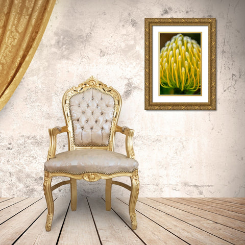 Pincushion flower Gold Ornate Wood Framed Art Print with Double Matting by Engelbrecht, Lisa S.