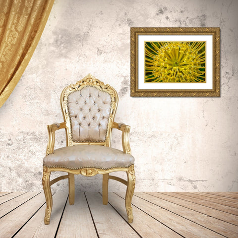 Pincushion flower Gold Ornate Wood Framed Art Print with Double Matting by Engelbrecht, Lisa S.