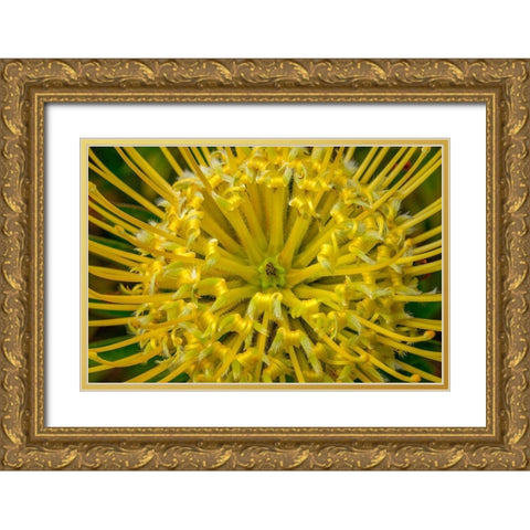Pincushion flower Gold Ornate Wood Framed Art Print with Double Matting by Engelbrecht, Lisa S.