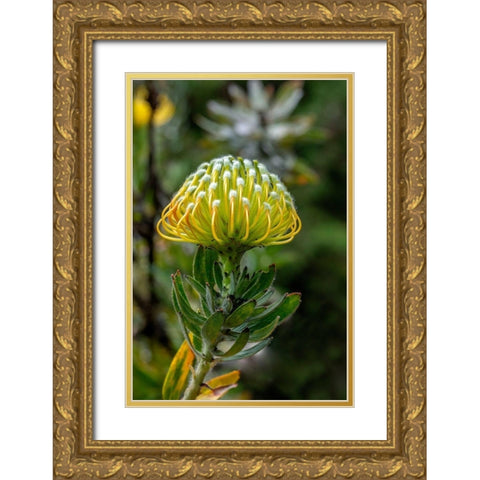 Pincushion flower Gold Ornate Wood Framed Art Print with Double Matting by Engelbrecht, Lisa S.