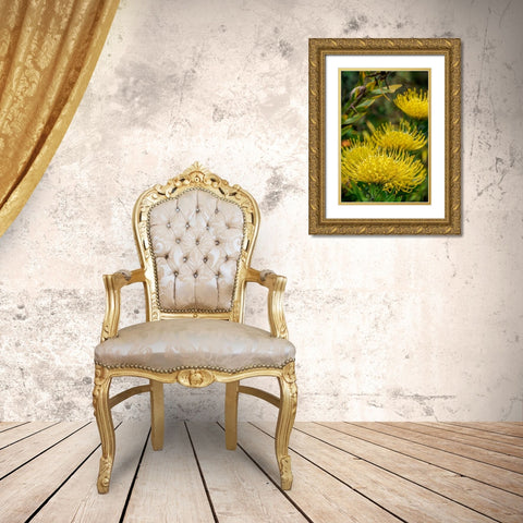 Pincushion flower Gold Ornate Wood Framed Art Print with Double Matting by Engelbrecht, Lisa S.