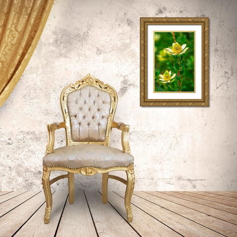 Pincushion flower Gold Ornate Wood Framed Art Print with Double Matting by Engelbrecht, Lisa S.