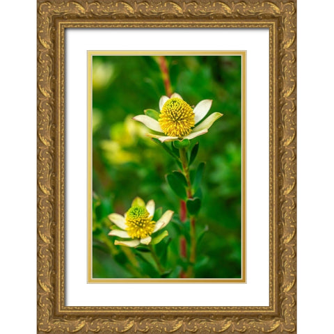 Pincushion flower Gold Ornate Wood Framed Art Print with Double Matting by Engelbrecht, Lisa S.