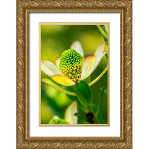 Pincushion flower Gold Ornate Wood Framed Art Print with Double Matting by Engelbrecht, Lisa S.