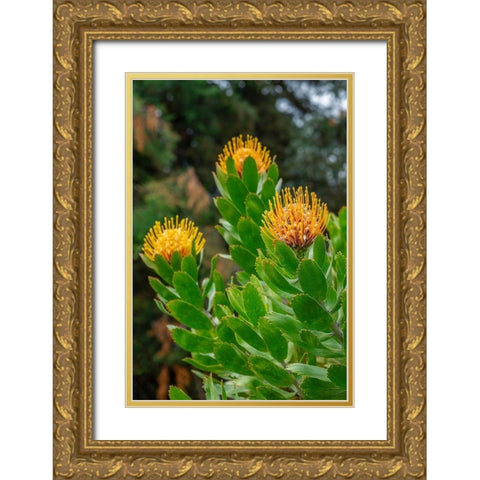 Pincushion flower Gold Ornate Wood Framed Art Print with Double Matting by Engelbrecht, Lisa S.