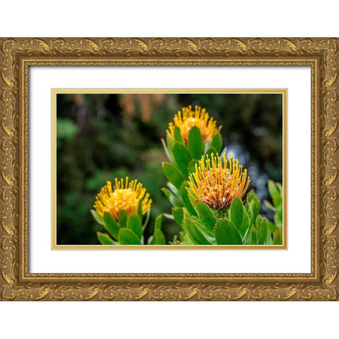 Pincushion flower Gold Ornate Wood Framed Art Print with Double Matting by Engelbrecht, Lisa S.