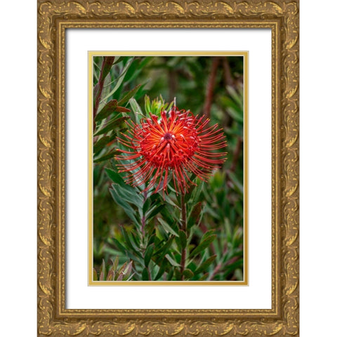 Pincushion flower Gold Ornate Wood Framed Art Print with Double Matting by Engelbrecht, Lisa S.