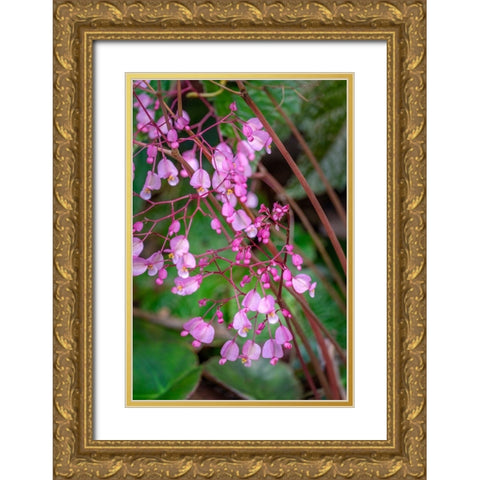 Pink Begonia Gold Ornate Wood Framed Art Print with Double Matting by Engelbrecht, Lisa S.