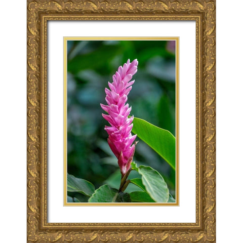 Pink Cone Ginger Gold Ornate Wood Framed Art Print with Double Matting by Engelbrecht, Lisa S.