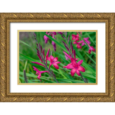 Pink Gladiolus Gold Ornate Wood Framed Art Print with Double Matting by Engelbrecht, Lisa S.