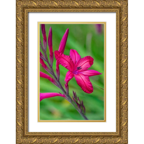 Pink Gladiolus Gold Ornate Wood Framed Art Print with Double Matting by Engelbrecht, Lisa S.