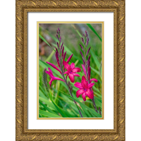 Pink Gladiolus Gold Ornate Wood Framed Art Print with Double Matting by Engelbrecht, Lisa S.