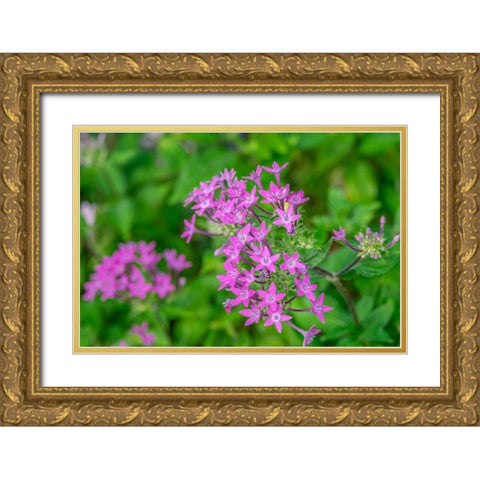 Pink Pentas Gold Ornate Wood Framed Art Print with Double Matting by Engelbrecht, Lisa S.