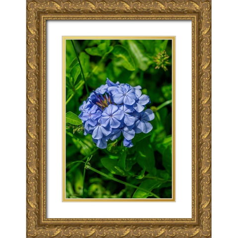 Plumbago plant Gold Ornate Wood Framed Art Print with Double Matting by Engelbrecht, Lisa S.