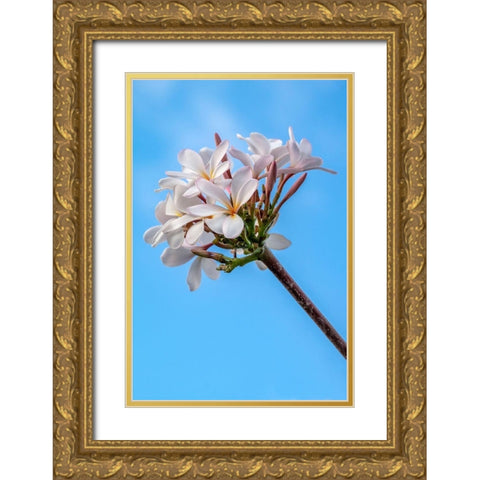 Plumeria Gold Ornate Wood Framed Art Print with Double Matting by Engelbrecht, Lisa S.