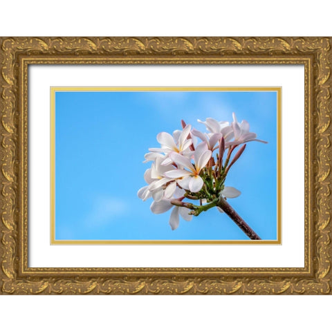 Plumeria Gold Ornate Wood Framed Art Print with Double Matting by Engelbrecht, Lisa S.