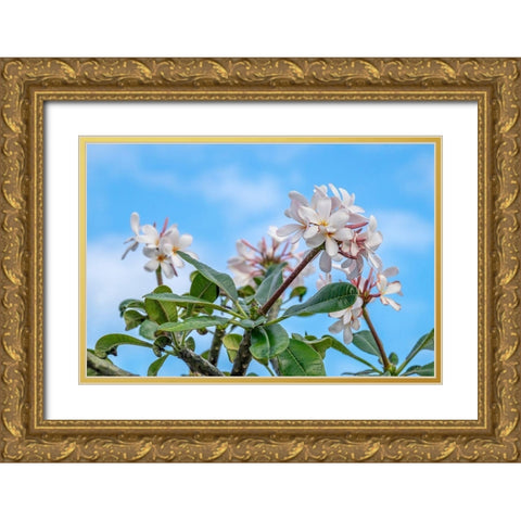 Plumeria Gold Ornate Wood Framed Art Print with Double Matting by Engelbrecht, Lisa S.