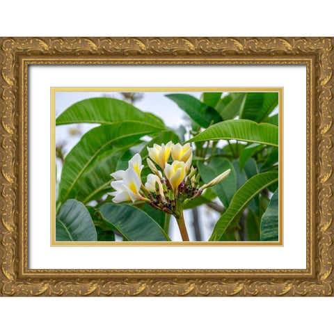 Plumeria Gold Ornate Wood Framed Art Print with Double Matting by Engelbrecht, Lisa S.